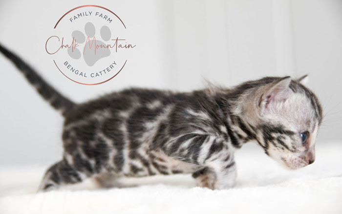 Bengal Kitten For Sale